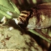 the african catfish a remarkable species when the mother eats her own young 124066