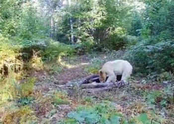 the all white rare bear is it the same as the polar bear appearing in the us 123141