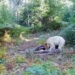 the all white rare bear is it the same as the polar bear appearing in the us 123141