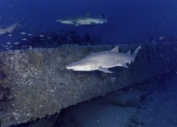 the amazing condition of the shipwreck from 160 years ago 120995