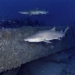 the amazing condition of the shipwreck from 160 years ago 120995