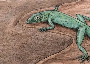 the ancient species of frog 240 million years ago reveals the secrets of evolution 123885