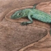 the ancient species of frog 240 million years ago reveals the secrets of evolution 123885