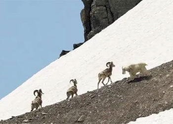 the and rescue avoid each other the mineral crisis climate change is the cause 123764