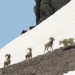 the and rescue avoid each other the mineral crisis climate change is the cause 123764