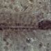 the appearance of a 100 million year old accidental synthetic shrimp