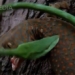 the attack of the giant rat ends unexpectedly on the day of the war on the tree 119034