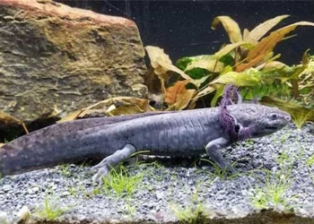 the axolotl may be able to evolve from a water dwelling animal to a land creature 123306