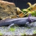 the axolotl may be able to evolve from a water dwelling animal to a land creature 123306