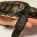 the baby shark rescued in sydney after 6 days of eating plastic 122055