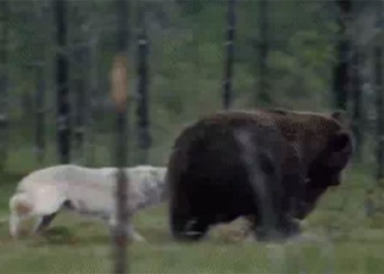 the bay children are being robbed by wolves what to do when they steal food from large bears 119055