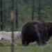 the bay children are being robbed by wolves what to do when they steal food from large bears 119055