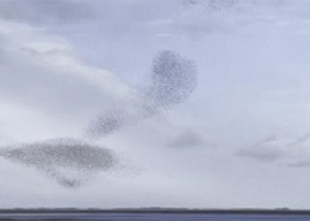 the beautiful canvas of the thousand bird shops flying in the misty sky 123252