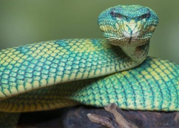 the beautiful mysterious skin of the mysterious salamander 119503