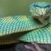 the beautiful mysterious skin of the mysterious salamander 119503