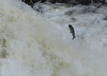the beautiful video more than the scenery of the reverse river when autumn comes 123001