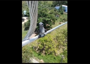 the bird is perched on the power line attracting everyones attention what bird is it 119751