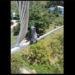 the bird is perched on the power line attracting everyones attention what bird is it 119751