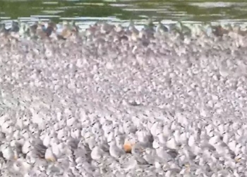 the bird sits hundreds of thousands of ants in the scent of 123032