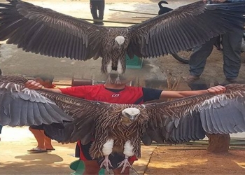 the bird with long wings falling on the cat table rarely seen in vietnam what bird is it 118484