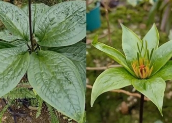 the boy shares a type of leaf tree that blooms with blue flowers which is claimed to be a rare species in vietnam 118748