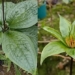the boy shares a type of leaf tree that blooms with blue flowers which is claimed to be a rare species in vietnam 118748