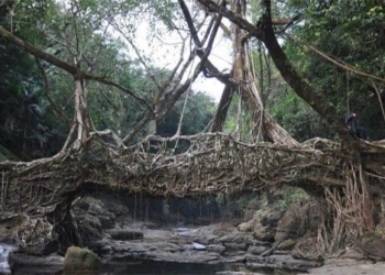 the bridge made of reed the unique plant on earth 34905