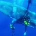 the catfish rescue mission 120746