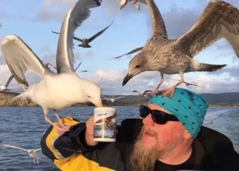 the changing behavior of seagulls is becoming ugly due to excessive actions originating from humans 122784