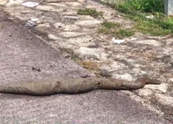 the creature is a smooth skin appearing on the road that causes tourists to stop and take pictures is still an enigma 118741