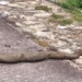 the creature is a smooth skin appearing on the road that causes tourists to stop and take pictures is still an enigma 118741