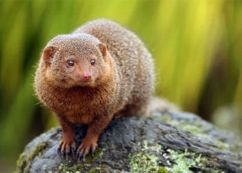 the cutest small animals in the world 119286
