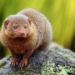 the cutest small animals in the world 119286