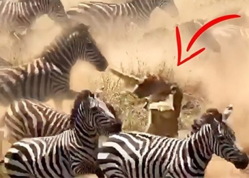 the danger brings this decision the lion being injured almost died 122905