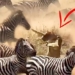 the danger brings this decision the lion being injured almost died 122905