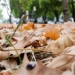 the danger of autumn fog in england 122488