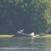 the dangerous attack of the crocodile to protect its young 120137
