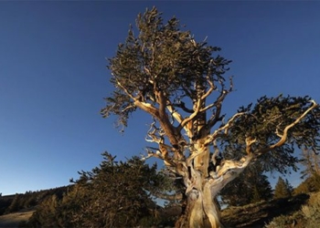the death of thousand year old trees 122621