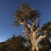 the death of thousand year old trees 122621