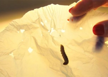 the digestive system of the saw worm could reveal potential plastic degradation breakthrough for the recycling industry 123469