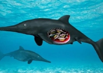 the discovery of 139 million year old thorny hedgehog fish 120424