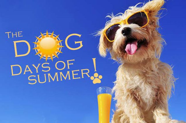 A dog enjoying the "Dog days of Summer"