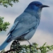 the ecosystem of coniferous forests is at risk of extinction along with beautiful birds with unique names 123831