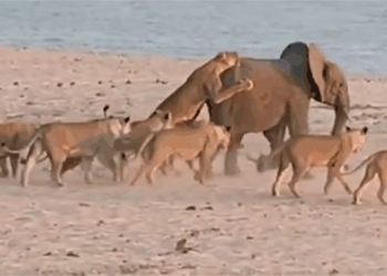 the elephant is attacked by a lion jumping on it and an unimaginable ending 118232