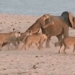 the elephant is attacked by a lion jumping on it and an unimaginable ending 118232