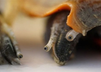 the eyes of the snail can 1 miraculous ability to even escape from the body like a python must surrender 118153