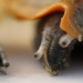 the eyes of the snail can 1 miraculous ability to even escape from the body like a python must surrender 118153