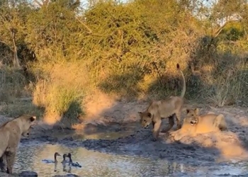 the fate of the swordfish being chased by the lion on 119757
