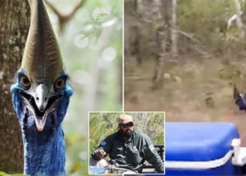 the feeling when being chased by the most dangerous bird in the world 123280