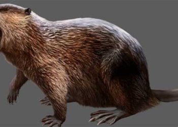 the first living organisms in montana 30 million years ago 122636